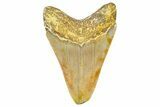 Serrated, Fossil Megalodon Tooth From Morocco - Rare Location #365181-1